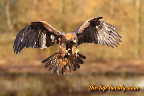 Golden eagle fastest animals